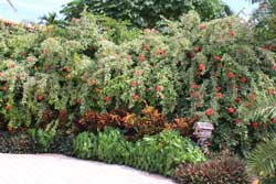 Fl Keys Landscaping